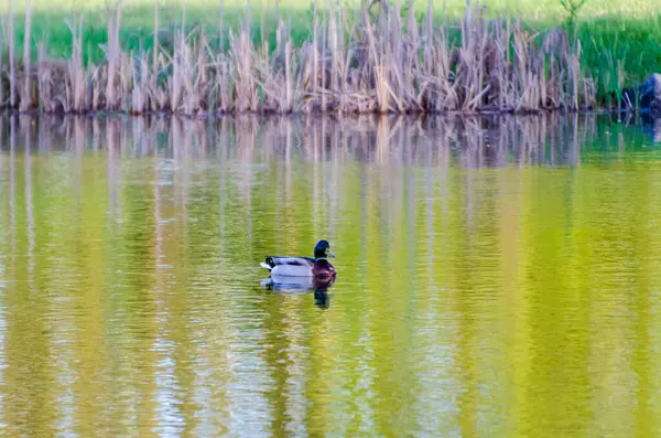 Yaban ördeği çifti ilkbahar kırsal ortamında yansıtıcı gölette sakince süzülüyor. Ördekler yavaşça sürükleniyor, sakin bir ruh hali, göz hizası, merkez çerçeve, gölet kenarı, doğa ve yansıma teması.