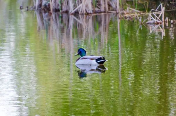 Yaban ördeği çifti ilkbahar kırsal ortamında yansıtıcı gölette sakince süzülüyor. Ördekler yavaşça sürükleniyor, sakin bir ruh hali, göz hizası, merkez çerçeve, gölet kenarı, doğa ve yansıma teması.