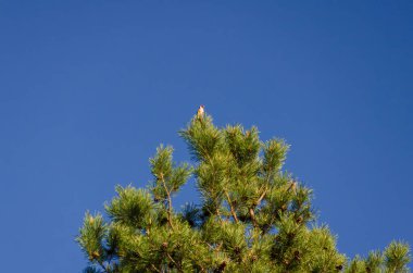 Küçük bir Carduelis kuşu, sabah gökyüzünün altında çam ağacının tepesine tünemişti. Kuş sakince dinleniyor, iyimser ruh hali, göz hizası yükselen çekim, orman düzeni, minimalizm ve doğa uyum temaları.