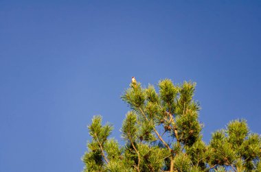 Küçük bir Carduelis kuşu, sabah gökyüzünün altında çam ağacının tepesine tünemişti. Kuş sakince dinleniyor, iyimser ruh hali, göz hizası yükselen çekim, orman düzeni, minimalizm ve doğa uyum temaları.