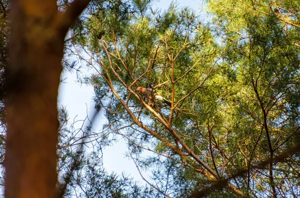 Avrasya kuşları güneşli bir bahar sabahı çam ağacına tünediler. Yüksek dalda dinlenen kuş, sakin ruh hali, yukarı görüş, orman örtüsü, yumuşak doğal ışık, vahşi yaşam ve dinginlik teması.