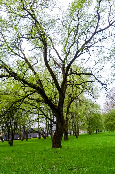 Güneş ışığı, derin mavi bahar gökyüzüne karşı tek başına duran uzun ağaca dokunur. Altın saat güneşi ile aydınlatılmış ağaç, huzurlu ruh hali, düşük açı çekimi, orman kenarı, doğal ışık ve simetri temaları.
