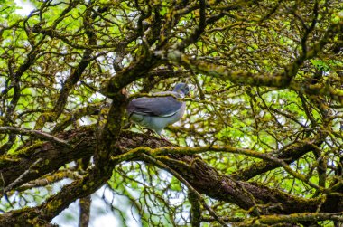 Orman tepe örtüsü labirentinin içindeki yosun dalına sakince tünemiş tahta güvercin. Durgun an, yakın çekim açısı, merkezli açı, derin ormanlık, odaklanmış konu, gizli vahşi yaşam, kamuflaj ve sükunet..