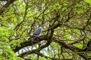 Orman tepe örtüsü labirentinin içindeki yosun dalına sakince tünemiş tahta güvercin. Durgun an, yakın çekim açısı, merkezli açı, derin ormanlık, odaklanmış konu, gizli vahşi yaşam, kamuflaj ve sükunet..