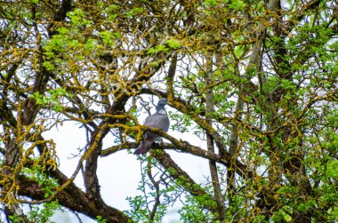 Orman tepe örtüsü labirentinin içindeki yosun dalına sakince tünemiş tahta güvercin. Durgun an, yakın çekim açısı, merkezli açı, derin ormanlık, odaklanmış konu, gizli vahşi yaşam, kamuflaj ve sükunet..