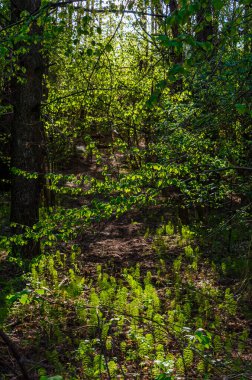 Taze bahar yapraklarından süzülen güneş ışığı eğreltiotu ile uyanan orman zeminine ulaşıyor. Benekli ışık aşağıya doğru parlıyor, alçak açı, sakin ruh hali, orman yolu, bahar sahnesi, yeniden doğuş ve doğal uyum kavramı.