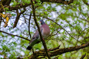 Orman tepe örtüsü labirentinin içindeki yosun dalına sakince tünemiş tahta güvercin. Durgun an, yakın çekim açısı, merkezli açı, derin ormanlık, odaklanmış konu, gizli vahşi yaşam, kamuflaj ve sükunet..