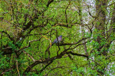 Orman tepe örtüsü labirentinin içindeki yosun dalına sakince tünemiş tahta güvercin. Durgun an, yakın çekim açısı, merkezli açı, derin ormanlık, odaklanmış konu, gizli vahşi yaşam, kamuflaj ve sükunet..