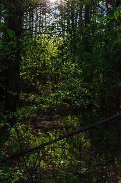 Taze bahar yapraklarından süzülen güneş ışığı eğreltiotu ile uyanan orman zeminine ulaşıyor. Benekli ışık aşağıya doğru parlıyor, alçak açı, sakin ruh hali, orman yolu, bahar sahnesi, yeniden doğuş ve doğal uyum kavramı.