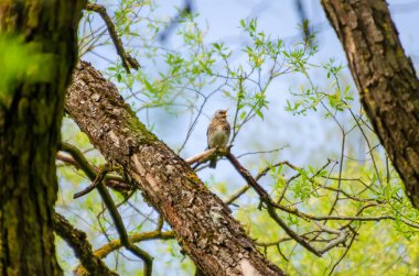 Taze söğüt dalları arasındaki tüneğinden ilkbaharı sessizce izleyen bir ardıç kuşu. Kuş sakince dinleniyor, uyanık bakış, yumuşak bahar ışığı, yukarı doğru kamera açısı, orman tepe örtüsü, doğal gözlem, nazik ruh hali.