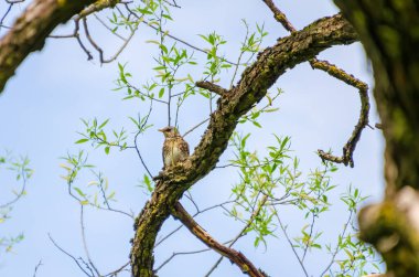 Taze söğüt dalları arasındaki tüneğinden ilkbaharı sessizce izleyen bir ardıç kuşu. Kuş sakince dinleniyor, uyanık bakış, yumuşak bahar ışığı, yukarı doğru kamera açısı, orman tepe örtüsü, doğal gözlem, nazik ruh hali.