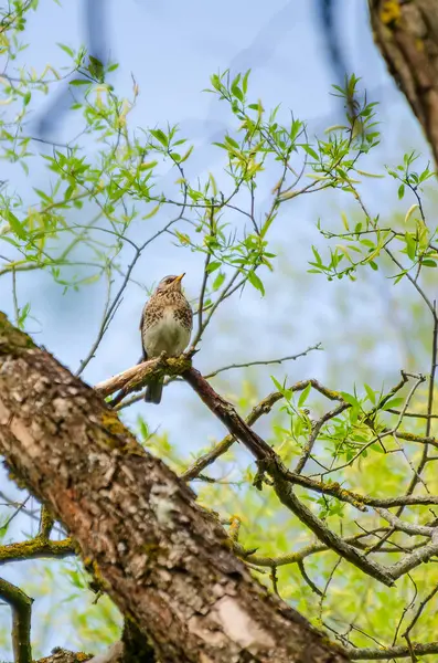 Taze söğüt dalları arasındaki tüneğinden ilkbaharı sessizce izleyen bir ardıç kuşu. Kuş sakince dinleniyor, uyanık bakış, yumuşak bahar ışığı, yukarı doğru kamera açısı, orman tepe örtüsü, doğal gözlem, nazik ruh hali.