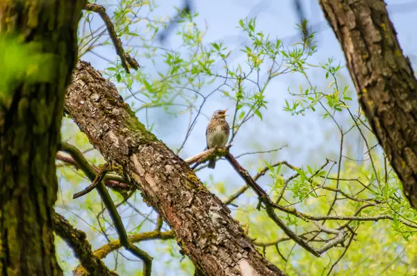 Taze söğüt dalları arasındaki tüneğinden ilkbaharı sessizce izleyen bir ardıç kuşu. Kuş sakince dinleniyor, uyanık bakış, yumuşak bahar ışığı, yukarı doğru kamera açısı, orman tepe örtüsü, doğal gözlem, nazik ruh hali.