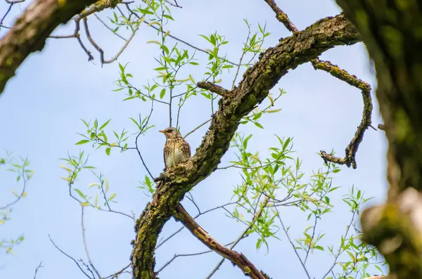 Taze söğüt dalları arasındaki tüneğinden ilkbaharı sessizce izleyen bir ardıç kuşu. Kuş sakince dinleniyor, uyanık bakış, yumuşak bahar ışığı, yukarı doğru kamera açısı, orman tepe örtüsü, doğal gözlem, nazik ruh hali.