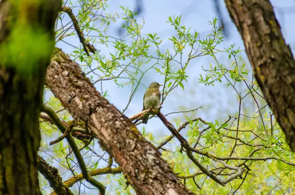 Taze söğüt dalları arasındaki tüneğinden ilkbaharı sessizce izleyen bir ardıç kuşu. Kuş sakince dinleniyor, uyanık bakış, yumuşak bahar ışığı, yukarı doğru kamera açısı, orman tepe örtüsü, doğal gözlem, nazik ruh hali.