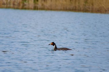 Bahar sazlıklarındaki sakin suda sessizce süzülen büyük bir ibikli yaban ördeği. Grebe sakince suda süzülür, profil görüntüsü, göz hizası görüntüsü, sazlık gölü, huzurlu ruh hali, doğa konsepti, sessiz gözlem.