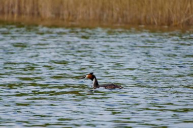 Bahar sazlıklarındaki sakin suda sessizce süzülen büyük bir ibikli yaban ördeği. Grebe sakince suda süzülür, profil görüntüsü, göz hizası görüntüsü, sazlık gölü, huzurlu ruh hali, doğa konsepti, sessiz gözlem.