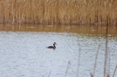 Bahar sazlıklarındaki sakin suda sessizce süzülen büyük bir ibikli yaban ördeği. Grebe sakince suda süzülür, profil görüntüsü, göz hizası görüntüsü, sazlık gölü, huzurlu ruh hali, doğa konsepti, sessiz gözlem.