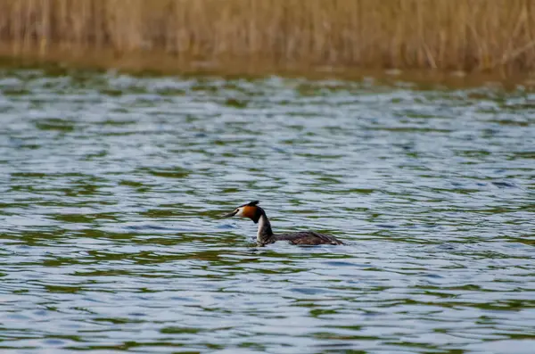 Bahar sazlıklarındaki sakin suda sessizce süzülen büyük bir ibikli yaban ördeği. Grebe sakince suda süzülür, profil görüntüsü, göz hizası görüntüsü, sazlık gölü, huzurlu ruh hali, doğa konsepti, sessiz gözlem.