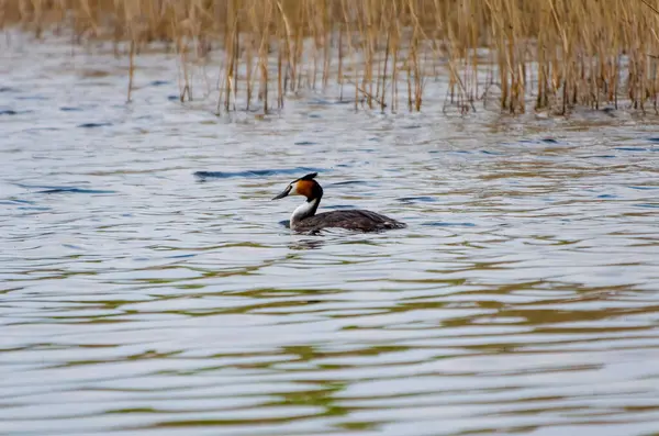 Bahar sazlıklarındaki sakin suda sessizce süzülen büyük bir ibikli yaban ördeği. Grebe sakince suda süzülür, profil görüntüsü, göz hizası görüntüsü, sazlık gölü, huzurlu ruh hali, doğa konsepti, sessiz gözlem.
