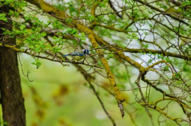 A blue tit balancing lightly on thin branches in fresh spring forest canopy. Bird pauses mid-branch, forest serenity, eye-level shot, peaceful mood, natural habitat, springtime calm, still observation.