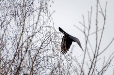 Kara kuş soğuk sisli havada karışık huş dallarında uçar. İnce huş dallarından uçan karga, huysuz bir tonda ve karışık bir orman detayı ile yan yana görüldü, konsept: gerilim, hareket, kaçış.