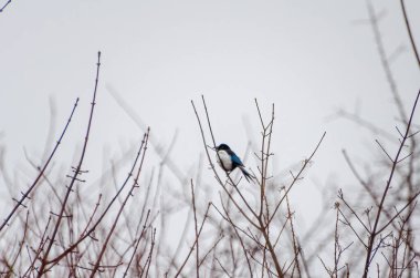 Bir saksağan solgun bir kış göğüne karşı sakince ağaçların dallarına uzanır. Yalnız bir saksağan sessizce ince dallara tünemiş, sakin bir ruh hali, uzak bir açı, kentsel kenar, konsept: yalnızlık, kış yaban hayatı.