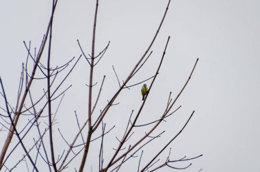 A blue tit calmly on bare tree branches against a pale winter sky. A lone blue tit perched quietly on thin branches, calm mood, distant side angle, urban edge, concept: solitude, winter wildlife.