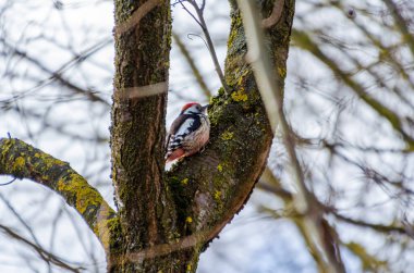 Renkli bir ağaçkakan bulutlu bir sabahta yaşlı yosunlu bir ağaca tutunur. Ağaçkakan gagalama ağaç kabuğu, aktif ruh hali, yukarı doğru açı, orman sahnesi, konsept: inatçılık, vahşi yaşam, kırsal yaşam.