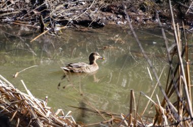 Dişi bir ördek sakince bir orman deresinin sessiz sularında yüzer. Dişi ördek huzur içinde yüzüyor, yumuşak güneş ışığı, düşük görüş açısı, doğa sahnesi, sakin ruh hali, konsept: vahşi yaşam, huzur, gizli yerler.
