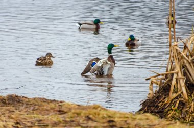 Bir yaban ördeği sürüsü baharın başlarında donmuş bir gölün yakınında toplanır. Mallard ördekleri eriyen buzun yakınında, canlı sahne, alçak açı, göl kenarı, sosyal vahşi yaşam anı, barışçıl ama aktif doğa havası
