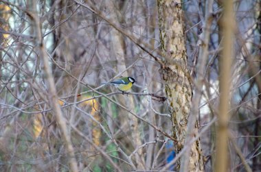 Small tit hides quietly among bare spring branches in soft morning light. Bird pauses on tree, soft calm mood, eye-level angle, spring forest, concept of silence and unnoticed wildlife