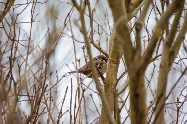 Küçük serçe, yumuşak sabah ışığında çıplak bahar dallarının arasında sessizce saklanır. Kuş ağaçta duruyor, yumuşak sakinlik, göz hizası açısı, bahar ormanı, sessizlik konsepti ve fark edilmemiş vahşi yaşam.