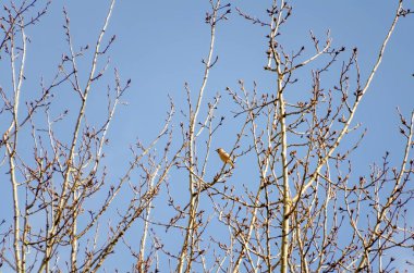 Küçük ispinoz, yumuşak sabah ışığında çıplak bahar dallarının arasında sessizce saklanır. Kuş ağaçta duruyor, yumuşak sakinlik, göz hizası açısı, bahar ormanı, sessizlik konsepti ve fark edilmemiş vahşi yaşam.