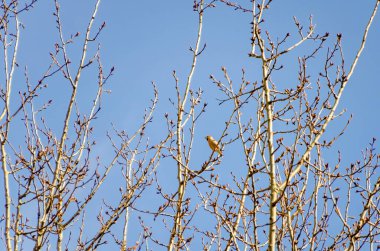 Küçük ispinoz, yumuşak sabah ışığında çıplak bahar dallarının arasında sessizce saklanır. Kuş ağaçta duruyor, yumuşak sakinlik, göz hizası açısı, bahar ormanı, sessizlik konsepti ve fark edilmemiş vahşi yaşam.