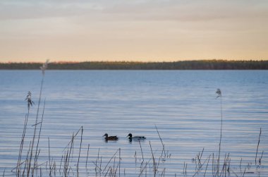 İki ördek, altın ışık ve uzak ağaçların altında sakin göl suyunda süzülür. Ördekler, sakin bir göl üzerinde, sazlıkların yanında yavaşça yüzerler. Sahil şeridinden çekilen göz hizasında, sakin bir manzarada, ılık bir günbatımı havası vardır.