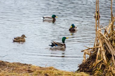 Ördekler kuru sarı sazlıklar arasında sığ gölet suyunda sakince yüzerler. Ördekler sakin kırsal gölette yüzerler, kıyıdan göz hizasında çekim yaparlar, barışçıl doğa havası, vahşi yaşam grubu davranış teması