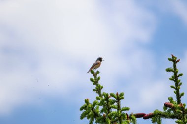 Spruce uçlu sivrisineklerle çevrili bir şekilde yaz gökyüzü altında şarkı söyleyen bir kızıl. Düşük açılı telefoto, ormandaki huzurlu anlarda ladin tomurcukları ve uçan sivrisinekler tarafından çerçevelenen şarkıdaki kızılstarı gösteriyor.