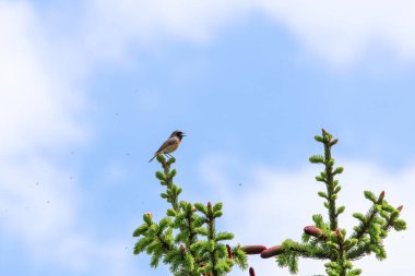 Spruce uçlu sivrisineklerle çevrili bir şekilde yaz gökyüzü altında şarkı söyleyen bir kızıl. Düşük açılı telefoto, ormandaki huzurlu anlarda ladin tomurcukları ve uçan sivrisinekler tarafından çerçevelenen şarkıdaki kızılstarı gösteriyor.