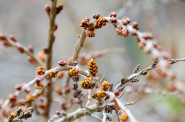 Bahar Başları Catkins Yakın Çekimi ile Tomurcuklanan Ağaç Dalları. İlkbaharın başlarında tomurcuklanan kedi derisi olan ağaç dallarının yakın çekimleri mevsimsel uyanışı gösteriyor..