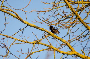 Starling baharın başlarında liken kaplı bir ağaç dalında dinleniyor. Çıplak dalları ve arka planında yumuşak mavi gökyüzü olan yosunlu bir ağaç dalına tünemiş bir sığırcık..