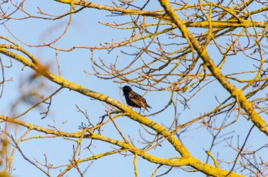 Starling baharın başlarında liken kaplı bir ağaç dalında dinleniyor. Çıplak dalları ve arka planında yumuşak mavi gökyüzü olan yosunlu bir ağaç dalına tünemiş bir sığırcık..