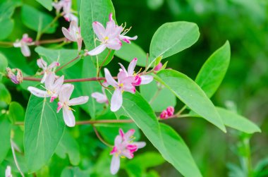 Zarif pembe hanımeli çiçekleri yemyeşil yaz yaprakları arasında çiçek açıyor. Taze yeşil yapraklı yumuşak pembe hanımeli çiçeklerinin yakın çekimi yaz güzelliğini ve zarafetini sembolize eder..