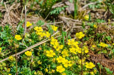 Güneşli bahar çayırlarında açan parlak sarı kır çiçekleri. Parlak sarı kır çiçekleri tam çiçeklerle aydınlatılmış bir bahar çayırına yayıldı..