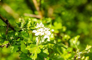 Bahar güneşinde taze yeşil yapraklarla çevrili beyaz viburnum çiçeği. Parlak bahar ışığında çiçek açan narin viburnum çiçeği kümesi, yemyeşil yapraklar ve doğal dokularla çerçevelenmiştir..