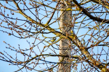 Great tit sitting among budding tree branches on clear early spring morning. Colorful great tit perched quietly on mossy branches surrounded by fresh spring buds and bright blue sky.