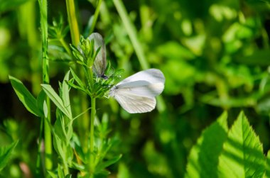 Yaz güneşinde yeşil yaban bitkisinin üzerinde dinlenen iki beyaz kelebek. Yeşil bitki yapraklarının üzerine tünemiş bir çift hassas beyaz kelebek..