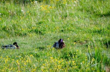 İki yaban ördeği bahar yeşili çayırda huzur içinde dinleniyor. Bir çift yaban ördeği sarı çiçeklerle yemyeşil bahar çayırlarında dinleniyor..