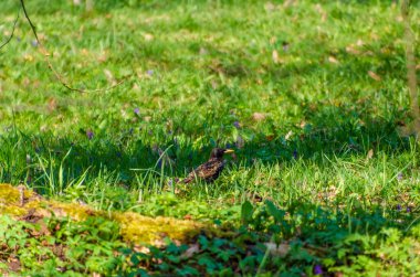 Siyah sığırcık kuşu bahar güneşinde karahindiba ile yeşil çayır üzerinde duruyor. Çiçek açan karahindibanın yanında taze yeşil çayırlarda dinlenen parlak tüyleri olan vahşi sığırcıklar..