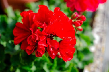 Parlak kırmızı sardunya çiçeği tamamen çiçek açmış ve arka planda güneş ışığı var. Çiçek açan sardunyalara, canlı kırmızı yapraklara, doğal gün ışığına, açık hava bahçe düzenine, dikey kompozisyona, güzellik kavramına, yaza, tazeliğe yakın.